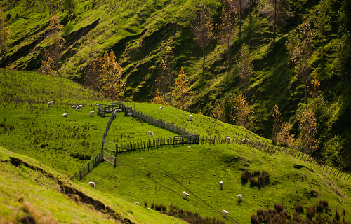 fence pen yards sheep lush green countryside nz northisland newzealand grass paddocks trees autumn manawatu getty may17 oct17