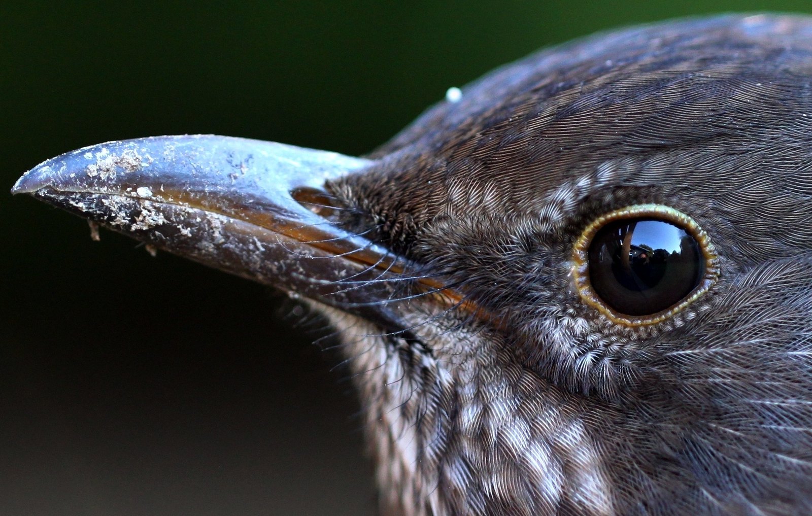 Глазки птицы. Глаза для птичек. Птичий глаз. Зрение птиц. Птицы Макросъемка.
