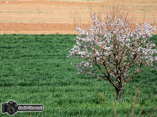 tree nature spring blossom بهار درخت طبيعت شکوفه khomein خمين