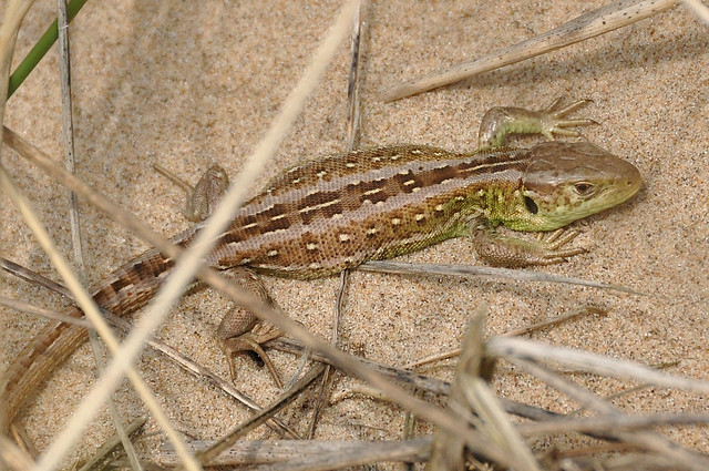 Sand Lizard (Lacerta agilis) Sefton Coast