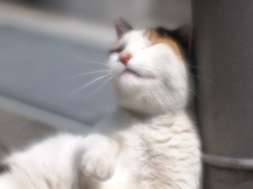 P4205265 | Kenko MC Soft 85mm F2.5 F3.5 | ataru | Flickr