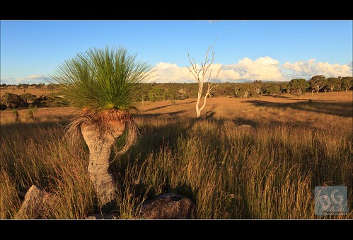 sunset clouds canon shadows country australia queensland warwick goldenhour grasstree darlingdowns 5dmkii canontse17mmf4l