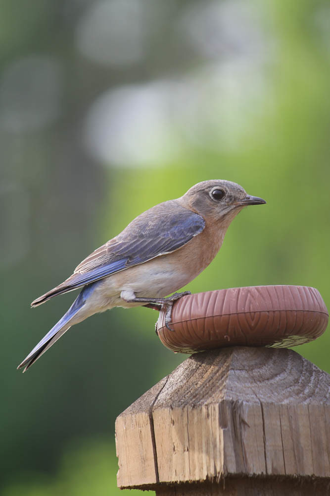 Female Eastern Bluebird