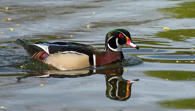 J77A1307 -- Reflecting Wood Duck in Le Vésinet