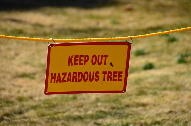 Last day for the Olmsted Elm at the Frederick Law Olmsted National Historic Site: KEEP OUT. HAZARDOUS TREE.