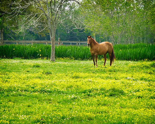 horse spring texas wildflower