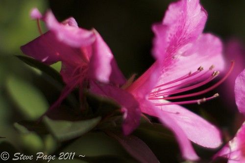 pink eos blossom bokeh pistil bloom azalea stevepage staman itail canonef24105mmf4lisusm stephenpage canon7d