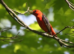 Scarlet Tanager, Armstorng Co., PA
