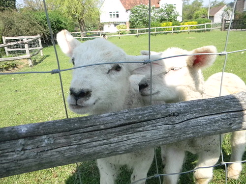 Lambs Staplehurst to Headcorn