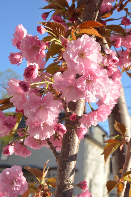 Flowering trees blossom for springtime