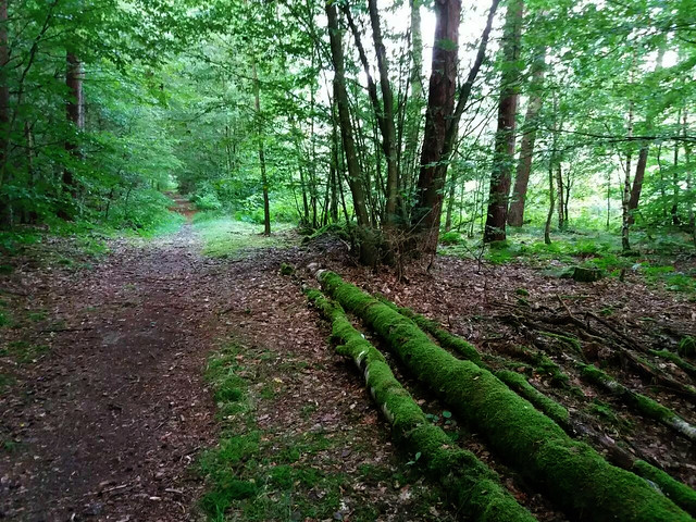Wolfgang-Hanau Forest, Germany