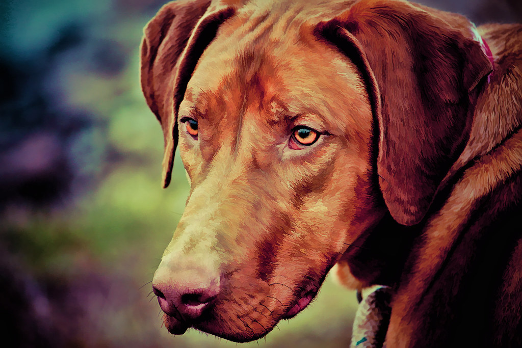 Rhodesian Ridgeback Back