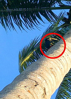 Hoy vi dos tucanes saliendo de una palmera ☺