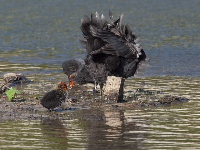 Coot and chicks