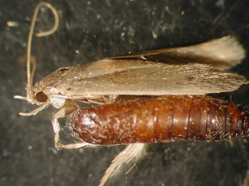 bm1a | Banana moth (Opogona sacchari). | Scot Nelson | Flickr