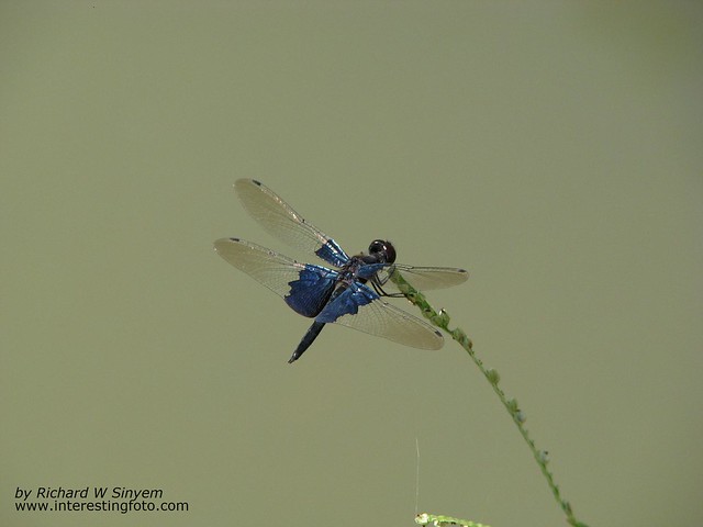 Rhyothemis triangularis