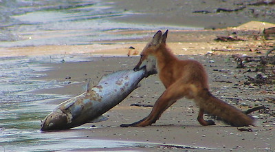 Fox dragging fish