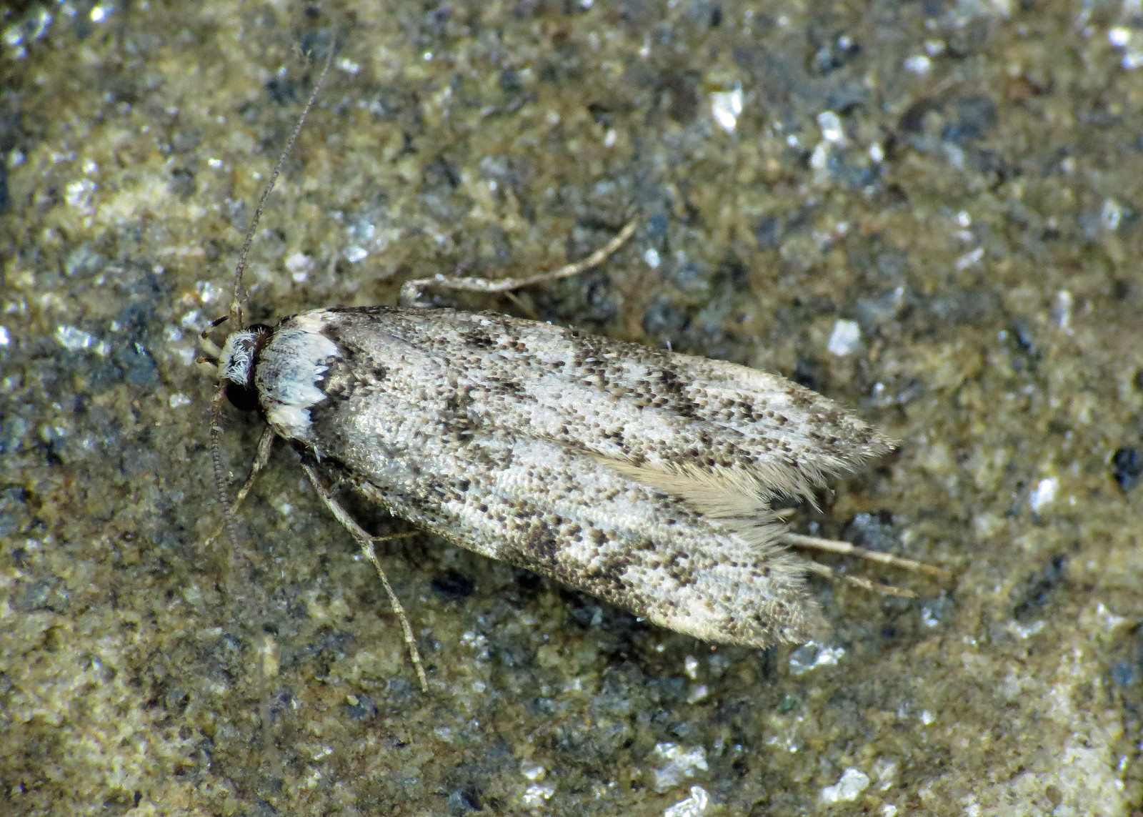 28.009 White-shouldered House-moth - Endrosis sarcitrella