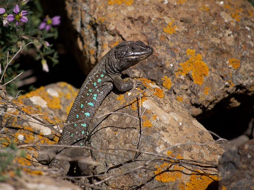 Atlantic Lizard (Gallotia atlantica atlantica), Orzola, La… | Flickr