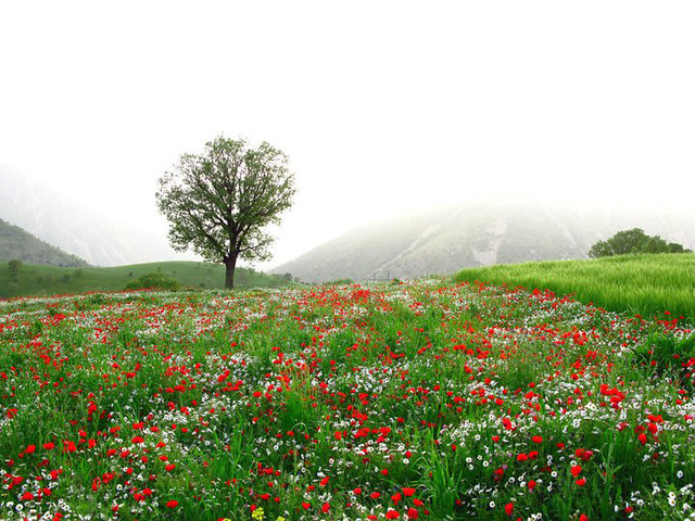 Kürdistan   کوردستان