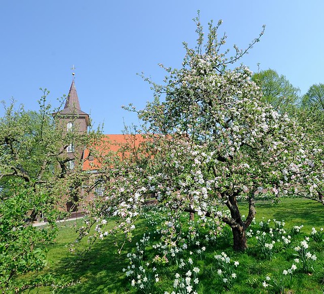 2752 Wiese mit blühenden Obstbäumen und Narzissen vor der Neuenfelder Pfarrkirche St. Pankratius.