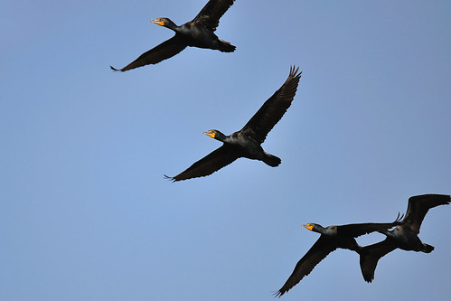 A squadron of Cormorants by jc-pics