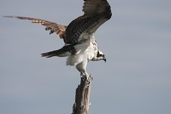 Osprey, Viera Wetlands, Melbourne, FL