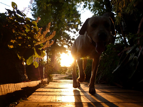 sunset dog labrador retriever rocco