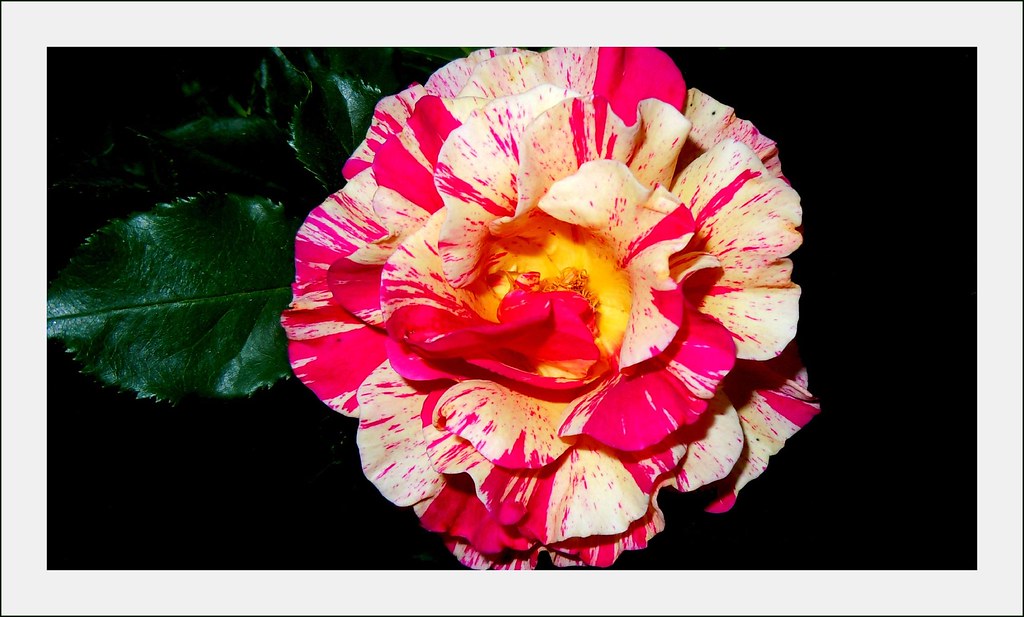 Rose by siggi2234
