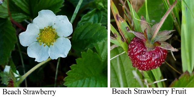 Beach Strawberry and Fruit