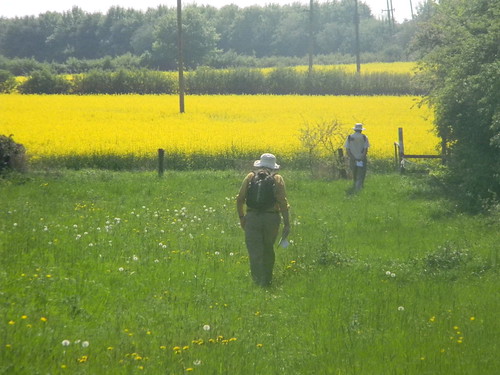Yellow fields Laindon Circular Oilseed rape.