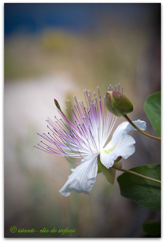 Fiori Bianchi Macchia Mediterranea.Fiore Di Cappero Flower Caper Il Cappero E Un Arbusto C Flickr
