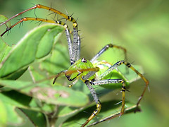 Araignée (Peucetia sp.)