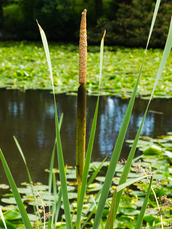 Reedmace, Badger lower pool