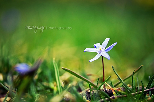 blue flower macro nikon dof bokeh maryland explore gree brooksidegarden nikkor105mmf28gvrmicro d7000