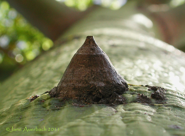 One thorn (Ceiba speciosa)