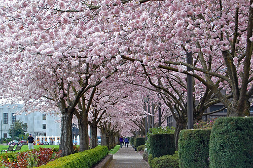 flower tree oregon cherry 桜 sakura salem viewing hanami 花見 edmundgarman
