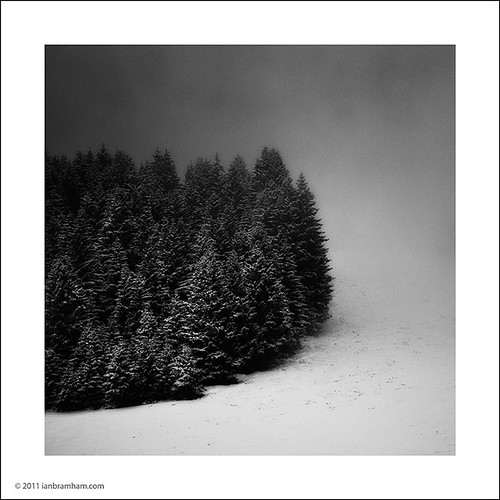 Trees in the Mist by Ian Bramham
