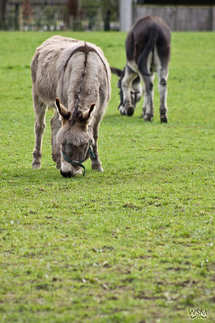 Donkey in Farmleigh - Phoenix Park, Dublin IE-5