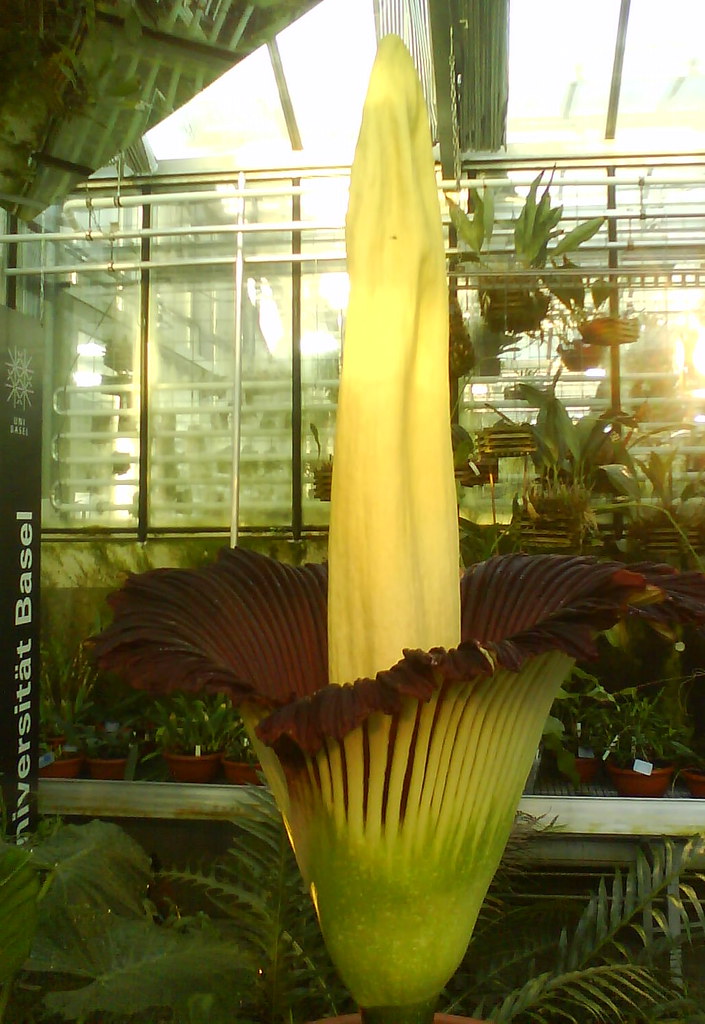 Titanwurz Leichenblume Corpse Flower Botanical Garde Flickr