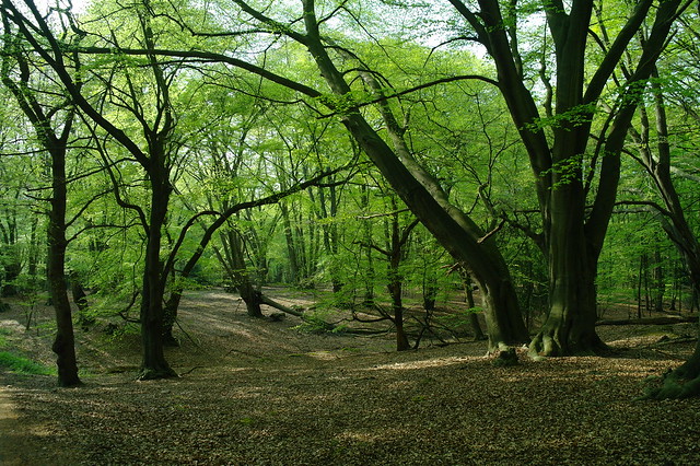 Epping Forest, Spring