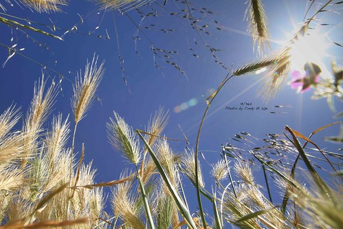 pink blue sky sun flower canon star ii 7d wheats 1635mm project365 photobycindy
