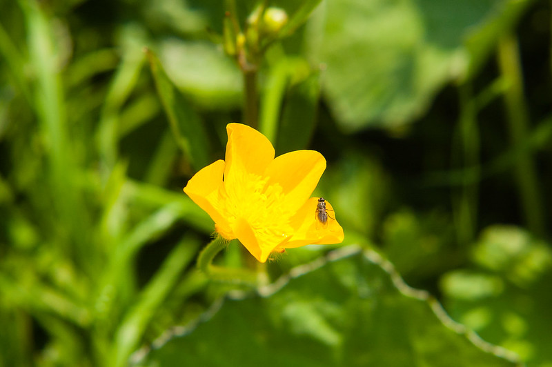 Buttercup with small insect