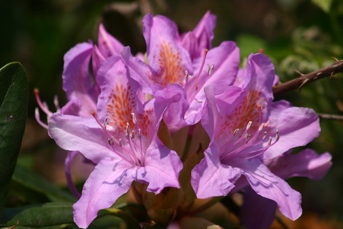 Rhododendron is a nice flower 