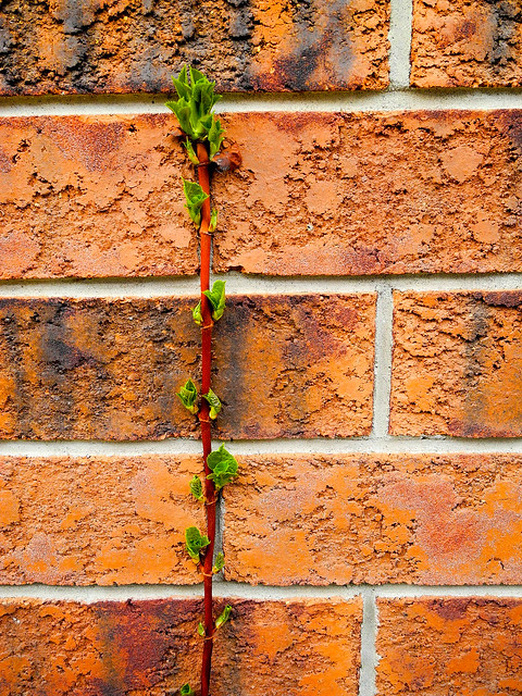 Hydrangea on Brick