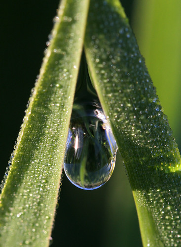 Dew Drop | Taken at 6.30am at Upton Fen. Liked the symmetry … | Flickr