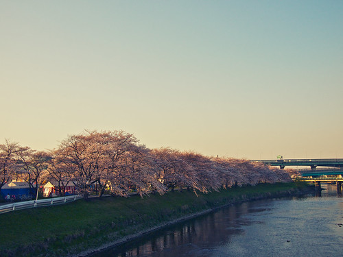 pink sunset japan pen cherry lumix blossom olympus 20mm 愛知 aichi ep1 f17 kiyosu 清須