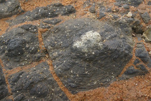 Corestones and concentrically weathered vesicular basalt, The Nut, Stanley, TAS, 25/12/05 | by Russell Cumming