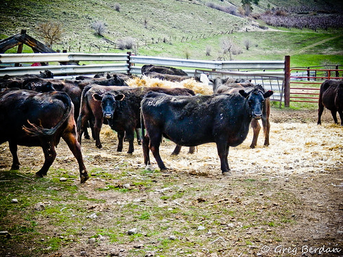 black green cattle cows pregnant pastures feed corral cautious expecting