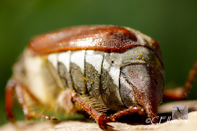 Maikäfer  / May beetle (6)